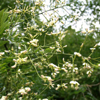 Foto van Japanse sophora 4