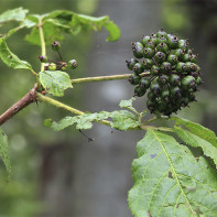 Fotografie Eleutherococcus