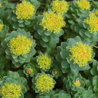 Nuotrauka Rhodiola 2