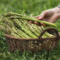 Larawan Asparagus 4