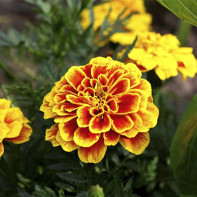 Photos de Marigold