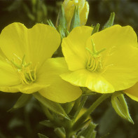 Photo evening primrose