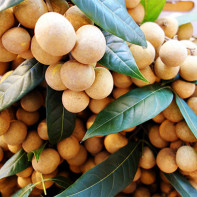 Foto de fruta Longan