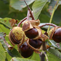 Fotografia castanului de cal 4