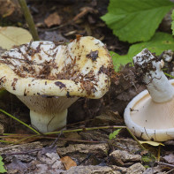 Photo de champignons 3