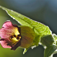 Fotografija trave belladonna 5