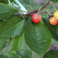 Photo of Cherry Leaves