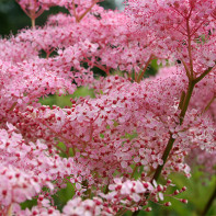 Снимка на meadowsweet (meadowsweet) 3