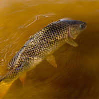 Larawan ng carp 5