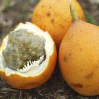 Granadilla-Frucht-Foto 4