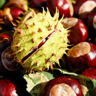 Foto de castanha da Índia 2