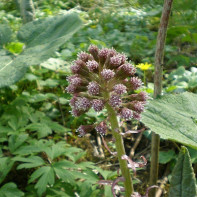 Photo butterbur 3