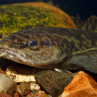 صورة Burbot 3