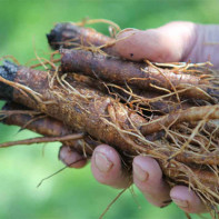 Burdock root foto 4