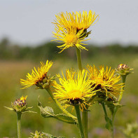 Photo elecampane 3