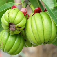 Garcinia Frucht Foto 5