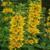 Photo of a loosestrife 4