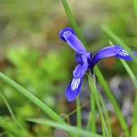 Fotoğraf iris 2