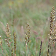 Foto rumput gandum 5