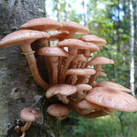 Champignons photo 4