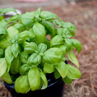 Basil foto 5