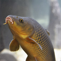 Carp Photo 3