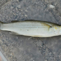 Foto d’un mullet 4