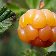 Cloudberry foto 5