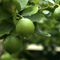 Lime Photo 3