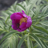 Foto peony mengelak 5