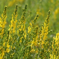 Foto barvení gorse