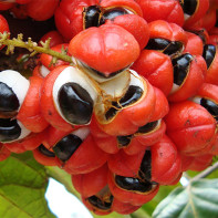 Zdjęcie Guarana 4