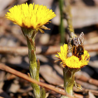 Foto de coltsfoot 5