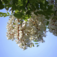 Foto de acacia blanca 5