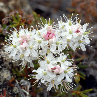 Fotoğraf marsh ledum