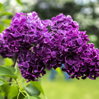 Foto van Lilac 3