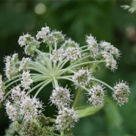 Angelica Foto 4