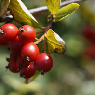 Fotoğraf hawthorn 3