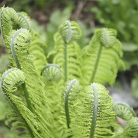 Fern foto