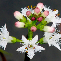 Photo of a three-leaf watch 2