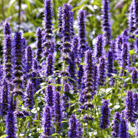 Hyssop photo 2