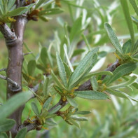 Photo of sea buckthorn leaves 5