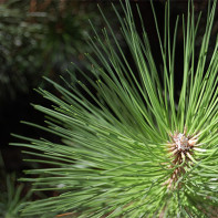 Photo pine needles