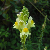 Photo of common flax 4