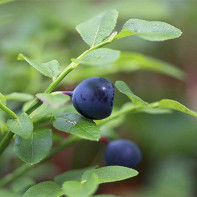 Foto daun blueberry 3