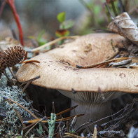 Foto van paddenstoelen 5