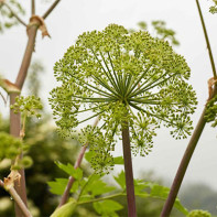 Angelica Foto 3