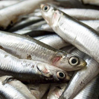 Photo of anchovies