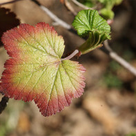 Foto Johannisbeere Blätter 5