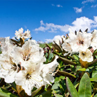 Fotografie a Rhododendronului Caucazian 5